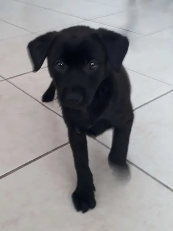 Cachorro ra a Mestiço  idade Abaixo de 2 meses nome Ziggy
