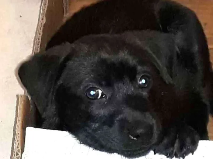 Cachorro ra a Mestiço  idade Abaixo de 2 meses nome Ziggy