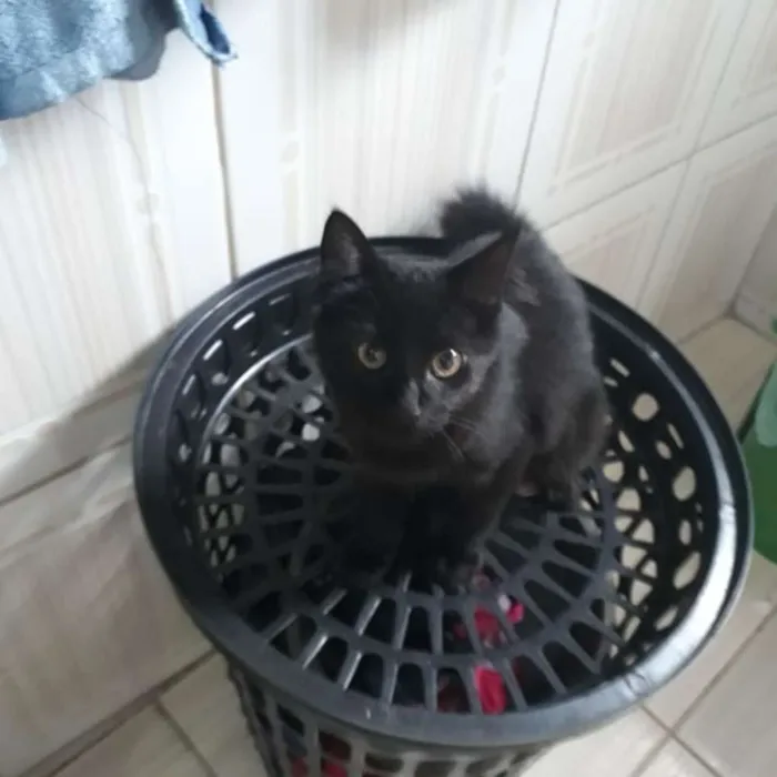 Gato ra a Sem raça idade 2 a 6 meses nome Mel