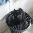Mel