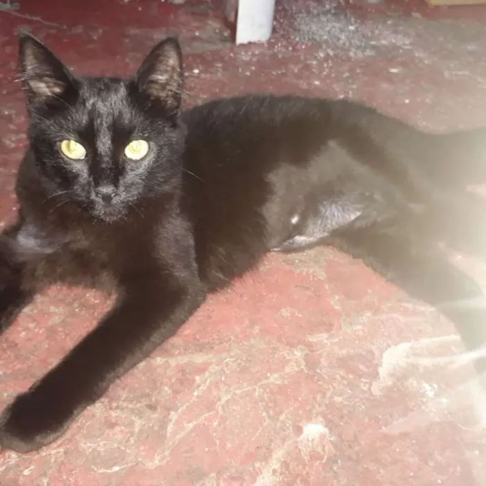 Gato ra a Sem raça idade 2 a 6 meses nome Mel
