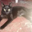 Mel