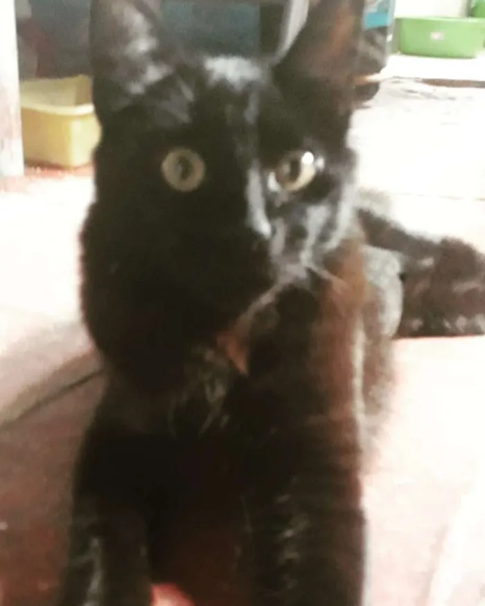 Gato ra a Sem raça idade 2 a 6 meses nome Mel