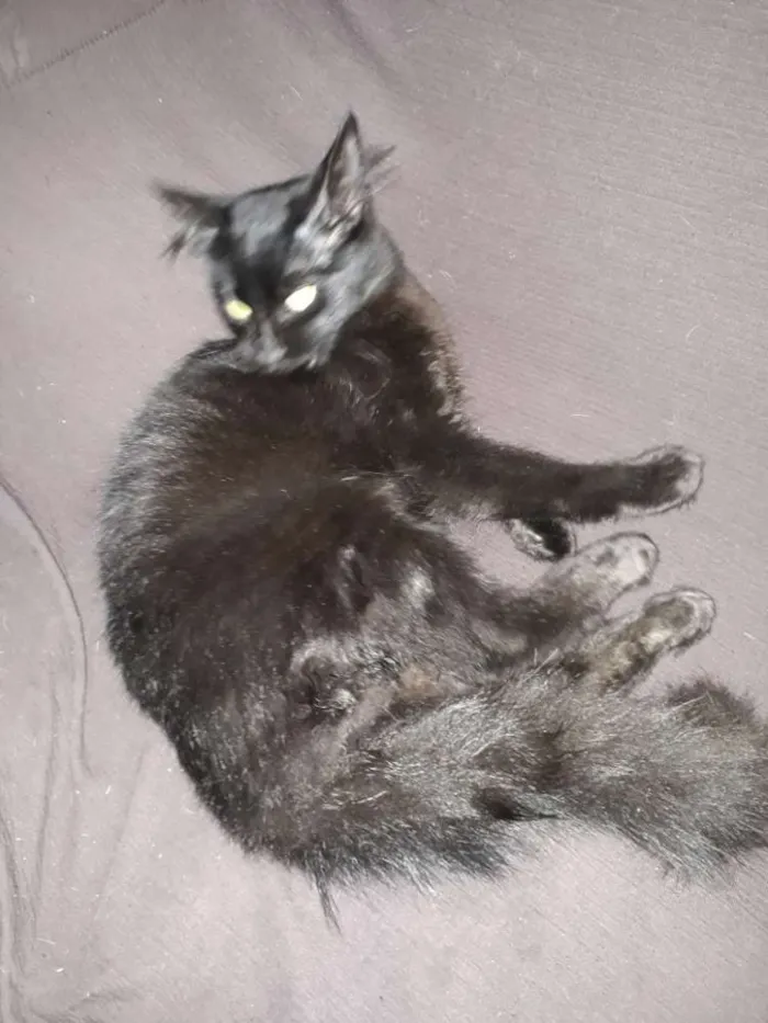 Gato ra a Sem raça idade 2 a 6 meses nome Mel