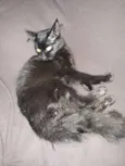 Mel