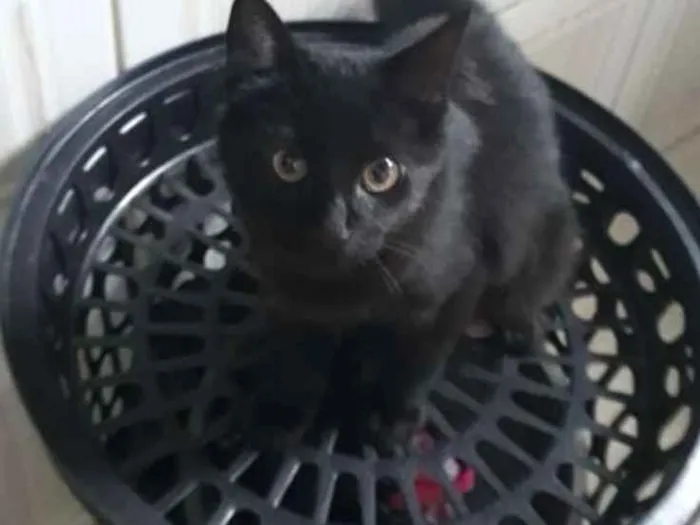 Gato ra a Sem raça idade 2 a 6 meses nome Mel