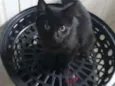 Mel