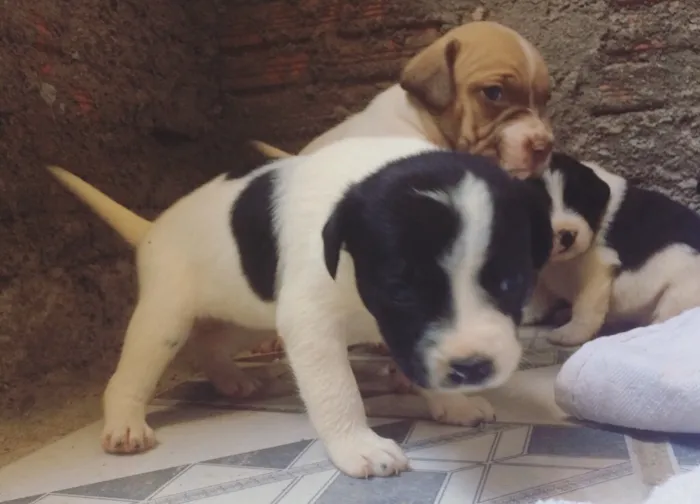 Cachorro ra a Vira lata idade Abaixo de 2 meses nome Filhotes 