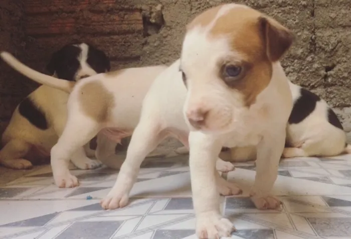 Cachorro ra a Vira lata idade Abaixo de 2 meses nome Filhotes 