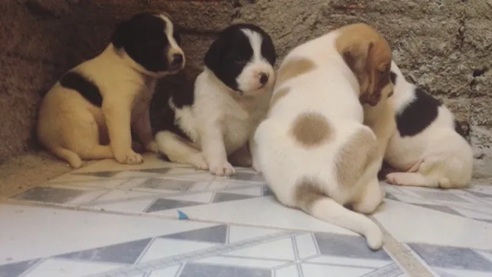 Cachorro ra a Vira lata idade Abaixo de 2 meses nome Filhotes 