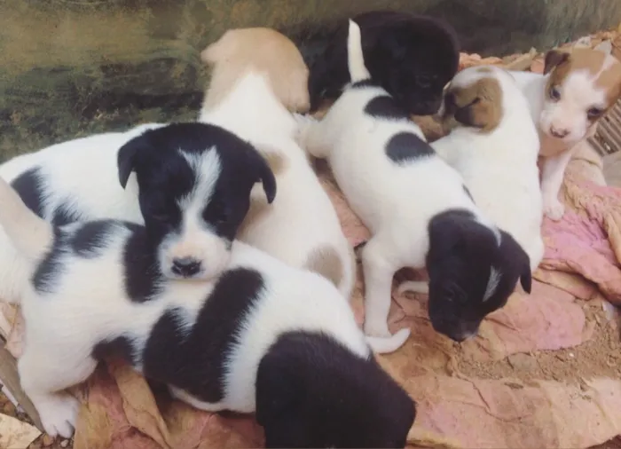 Cachorro ra a Vira lata idade Abaixo de 2 meses nome Filhotes 
