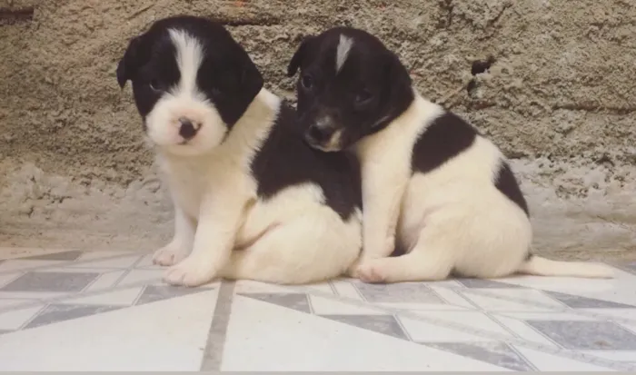 Cachorro ra a Vira lata idade Abaixo de 2 meses nome Filhotes 