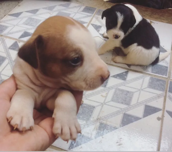 Cachorro ra a Vira lata idade Abaixo de 2 meses nome Filhotes 