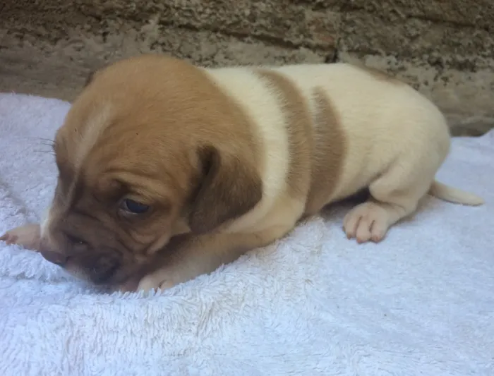 Cachorro ra a Vira lata idade Abaixo de 2 meses nome Filhotes 