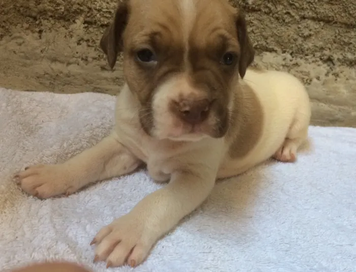 Cachorro ra a Vira lata idade Abaixo de 2 meses nome Filhotes 