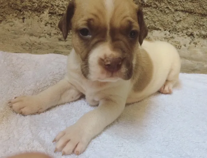 Cachorro ra a Vira lata idade Abaixo de 2 meses nome Filhotes 