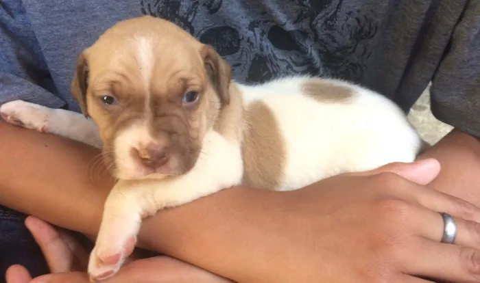 Cachorro ra a Vira lata idade Abaixo de 2 meses nome Filhotes 