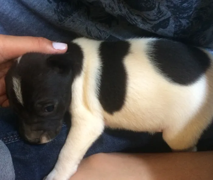 Cachorro ra a Vira lata idade Abaixo de 2 meses nome Filhotes 