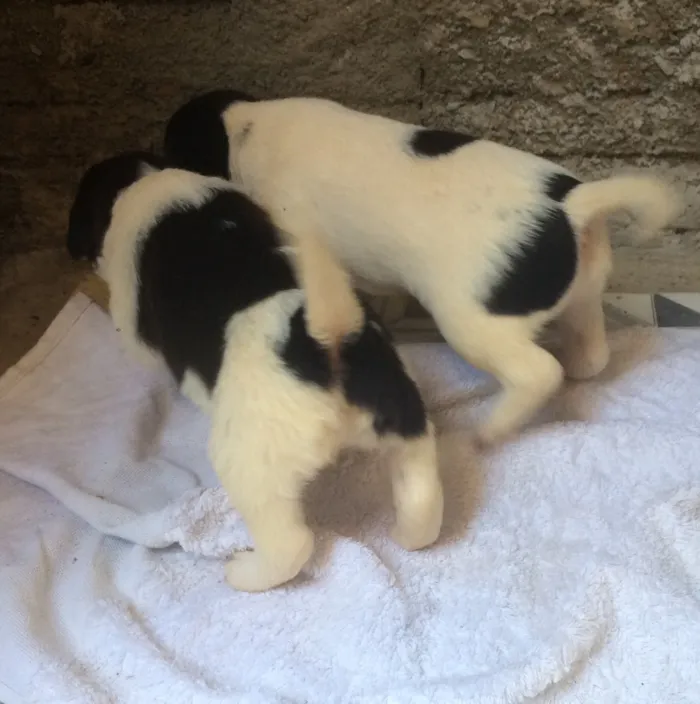 Cachorro ra a Vira lata idade Abaixo de 2 meses nome Filhotes 