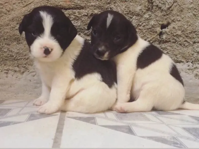 Cachorro ra a Vira lata idade Abaixo de 2 meses nome Filhotes 