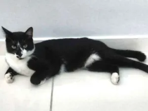 Gato raça SRD idade 2 anos nome Lillo