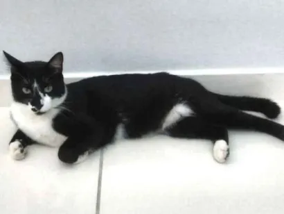 Gato raça SRD idade 2 anos nome Lillo
