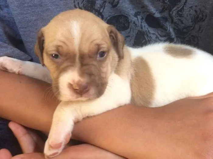 Cachorro ra a Vira lata idade Abaixo de 2 meses nome Filhotes 