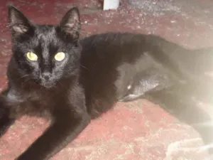Gato raça Sem raça idade 2 a 6 meses nome Mel