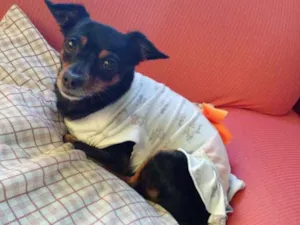 Cachorro raça Pinscher idade 6 ou mais anos nome Pretinha
