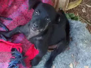 Cachorro raça Srd idade 2 a 6 meses nome Não tem