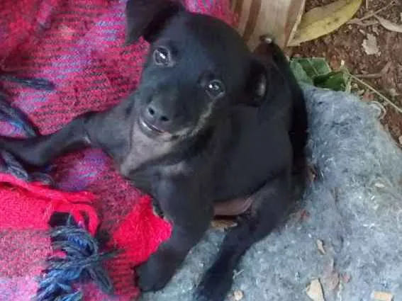 Cachorro ra a Srd idade 2 a 6 meses nome Não tem