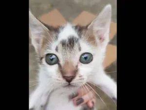Gato raça Vira-Latas idade Abaixo de 2 meses nome Sem Nome