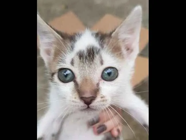 Gato ra a Vira-Latas idade Abaixo de 2 meses nome Sem Nome
