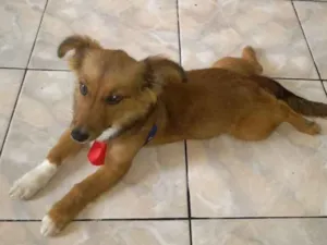 Cachorro raça Viralata idade 2 a 6 meses nome Beethoven