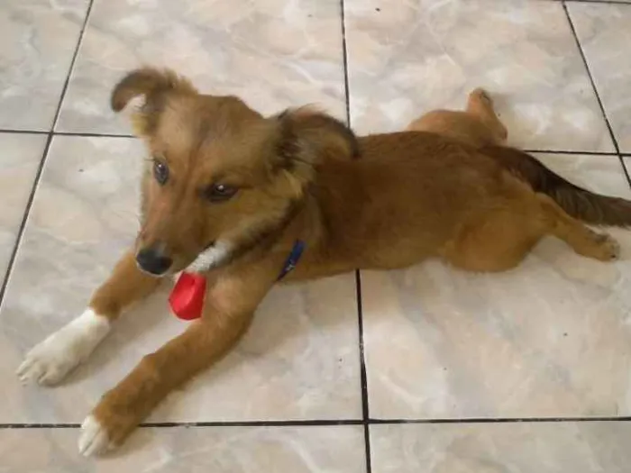 Cachorro ra a Viralata idade 2 a 6 meses nome Beethoven