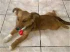 Cachorro raça Viralata idade 2 a 6 meses nome Beethoven