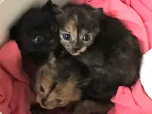 Gato raça Felino idade Abaixo de 2 meses nome Gato