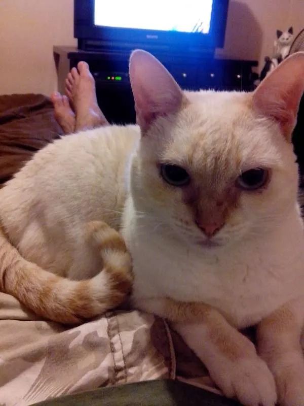 Gato ra a SRD idade 6 ou mais anos nome Crazy
