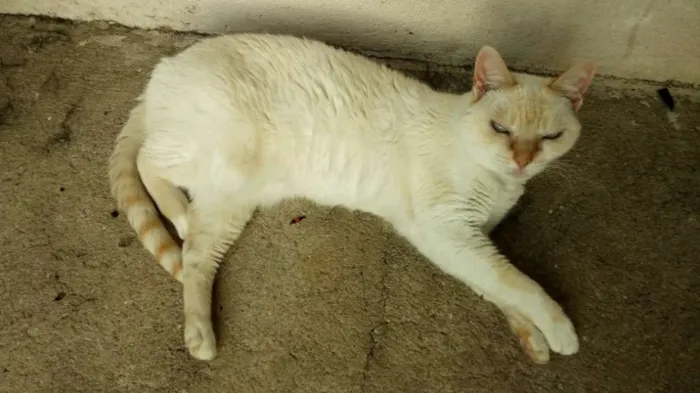 Gato ra a SRD idade 6 ou mais anos nome Crazy