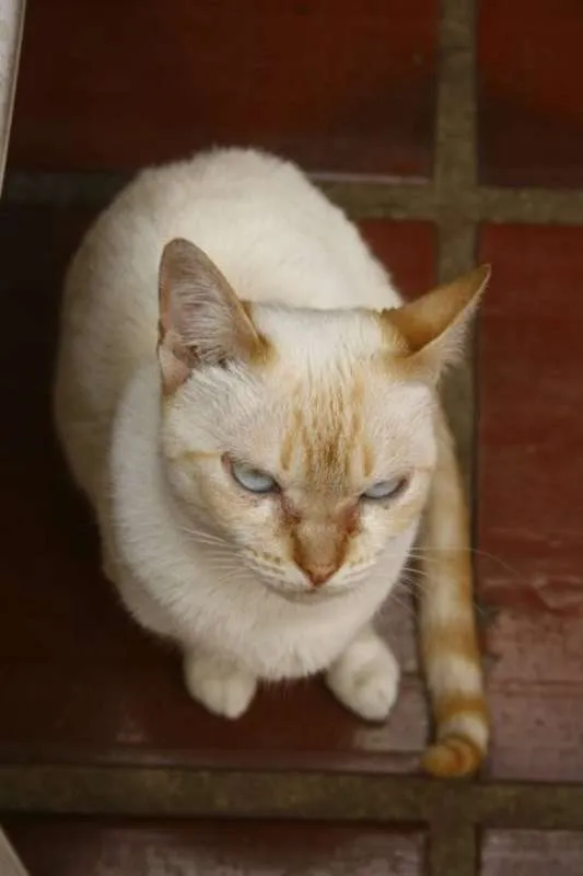 Gato ra a SRD idade 6 ou mais anos nome Crazy