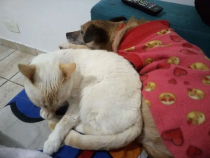 Gato ra a SRD idade 6 ou mais anos nome Crazy