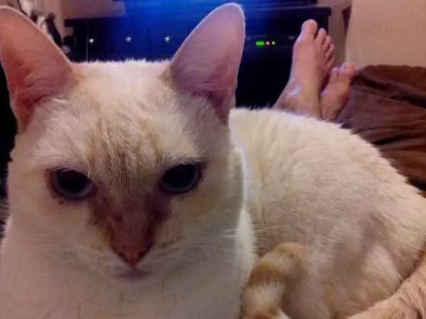 Gato ra a SRD idade 6 ou mais anos nome Crazy
