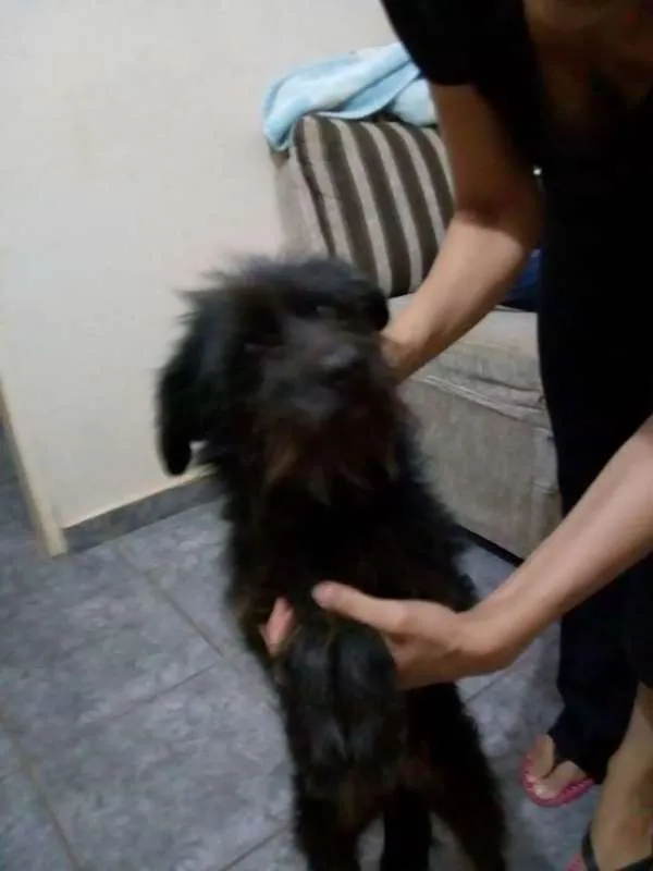 Cachorro ra a PELUDINHO idade 2 anos nome CHAPOLIM castrado