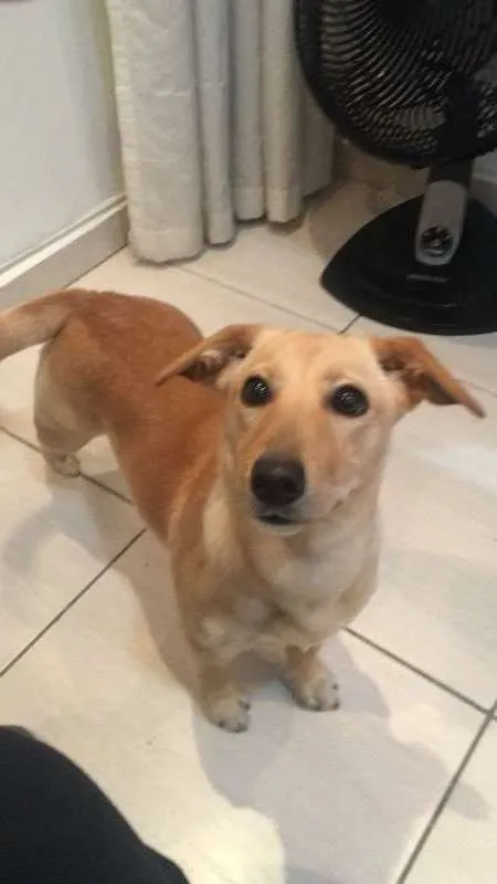 Cachorro ra a SRD idade 7 a 11 meses nome Tereza