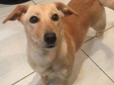 Cachorro ra a SRD idade 7 a 11 meses nome Tereza