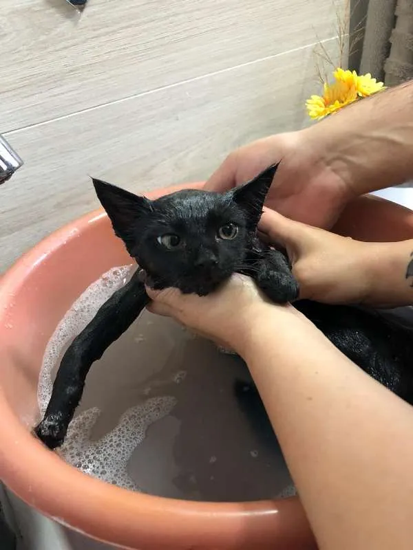 Gato ra a SRD idade 2 a 6 meses nome Sem nome