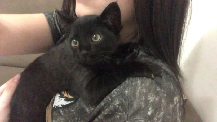 Gato ra a SRD idade 2 a 6 meses nome Sem nome