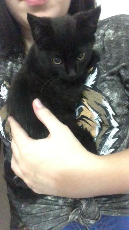 Gato ra a SRD idade 2 a 6 meses nome Sem nome