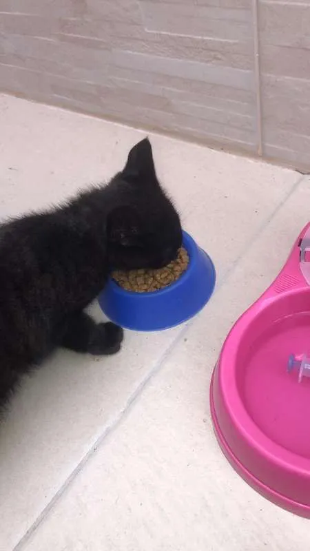 Gato ra a SRD idade 2 a 6 meses nome Sem nome