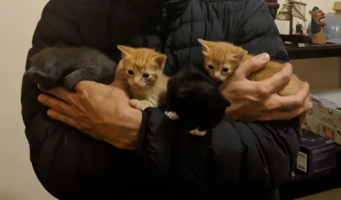 Gato ra a SRD idade Abaixo de 2 meses nome Capitu